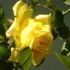 Саженец плетистой розы Клаймбинг Голдмари (Climbing Goldmarie)
