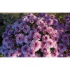 Саженец хризантемы мультифлора Bransound Purple