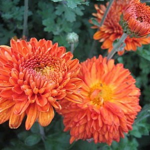 Саженец среднецветковой хризантемы Пектораль  (Pectoral) (Оранжевая )