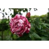 Саженец парковой розы Фердинанд Пишард