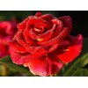 Саженец чайно-гибридной розы Фидибус