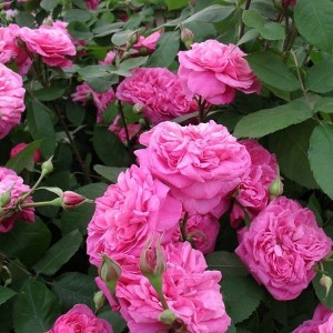 Саженец английской розы Гертруда Джекилл (Gertrude Jekyll)