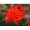 Саженец розы флорибунды Корас