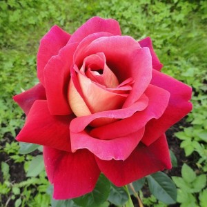 Саженец чайно-гибридной розы Кроненбург
