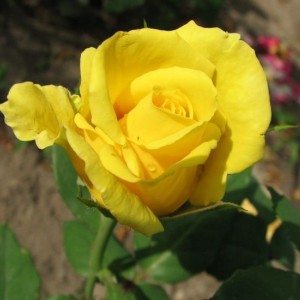 Саженец чайно-гибридной розы Ландора