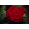 Саженец чайно-гибридной розы Лавли Ред