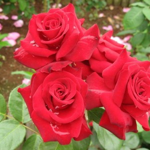 Саженец розы флорибунды Никколо Паганини (Niccolo Paganini)