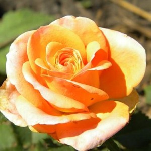 Саженец чайно-гибридной розы Примадонна