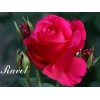 Саженец чайно-гибридной розы Равель