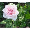 Саженец чайно-гибридной розы Роял Хагнесс