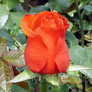 Саженец чайно-гибридной розы Седукцион