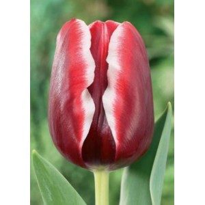 Луковица тюльпана Армани (Armani)