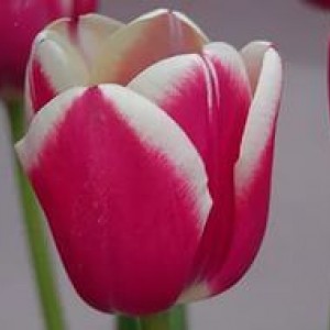 Луковица тюльпана Фуранд (Furand)