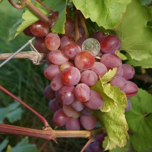 Саженец Винограда Азалия