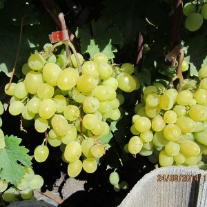 Саженец винограда Камилла (Ранний/Белый)