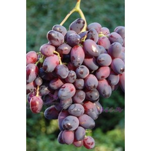 Саженец винограда Красотка (Ранний/Фиолетовый)