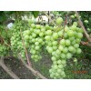 Саженец винограда Талисман (Средний/Белый)