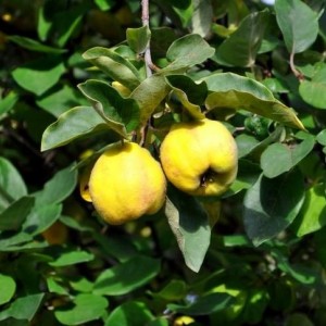 Айва яблоковидная Зубутлинская