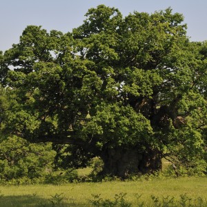 Саженец дуба Крупнопыльниковый от 150 см