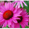 Эхинацея пурпурная Руби Глоу: фото и описание