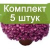 Саженцы хризантемы мультифлора Джаклин пинк (Jacqueline Pink) (Сиреневая ) -  5 шт.