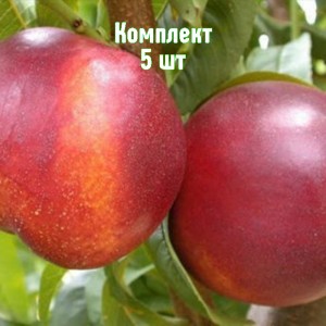 Комплект 5шт / Нектарин Старго