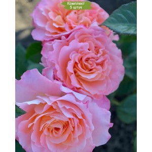 Саженцы шраб розы Августа Луиза (Augusta Luise) -  5 шт.