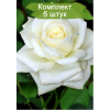 Саженцы чайно-гибридной розы Белый Медведь (White Bear) -  5 шт.