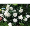 Саженцы плетистой розы Блан Мейдиланд (Blanc Meidiland) -  5 шт.