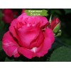 Саженцы чайно-гибридной розы Джиральдо (Giraldo) -  5 шт.