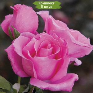 Саженцы чайно-гибридной розы Европа (Europa) -  5 шт.