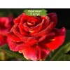 Саженцы чайно-гибридной розы Фидибус (Fidibus) -  5 шт.