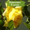 Комплект 5шт
 / Роза Клаймбинг Голдмари (плетистая): фото и описание