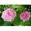 Саженцы английской розы Констанс спрай (Constance Spry) -  5 шт.