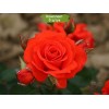 Саженцы розы флорибунды Корас (Chorus) -  5 шт.