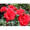 Саженцы кустовой розы Кордес Брильянт (Kordes Brilliant) -  5 шт.