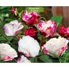 Саженцы канадской розы Луиза Багнет (Louise Bugnet) -  5 шт.