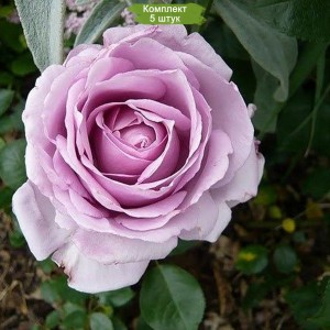 Саженцы шраб розы Ля Роз дю Пти Принс (La Rose du Petit Prince) -  5 шт.