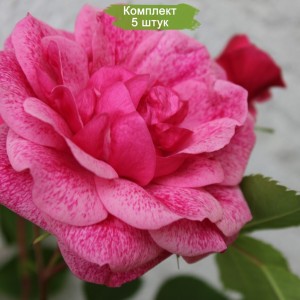 Саженцы канадской розы Морден Руби / Моден Руби (Morden Ruby) -  5 шт.