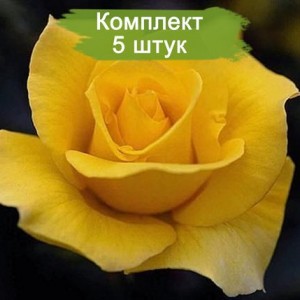 Саженцы чайно-гибридной розы Папилон (Papillon) -  5 шт.