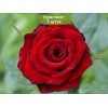 Саженцы чайно-гибридной розы Ред Наоми (Red Naomi) -  5 шт.