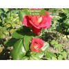 Саженцы чайно-гибридной розы Шанти (Shanti) -  5 шт.