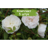 Саженцы почвопокровной розы Свани (Swany) -  5 шт.