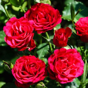 Саженцы кустовой розы Таманго (Tamango) -  5 шт.