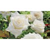 Саженцы шраб розы Уайт Кристмас (White Christmas) -  5 шт.