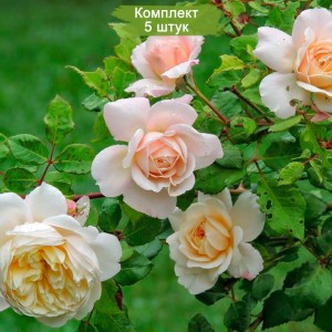 Саженцы шраб розы Зорба (Zorba) -  5 шт.