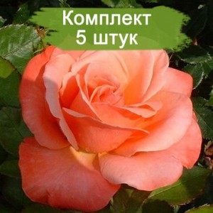Комплект 5шт / Штамбовая Роза Сильве Джюбилей