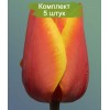Луковицы тюльпана Эд Рем (Ad Rem) -  5 шт.