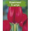 Луковицы тюльпана Ред Пауер (Red Power) -  5 шт.