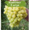 Саженцы винограда Лора (Ранний/Белый) -  5 шт.